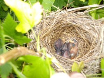 Звери и ... | Летом на даче в кустах малины обнаружили гнездо с только что вылупившимися птенчиками
