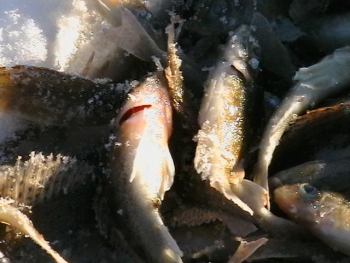 отчет по рыбалке 2007 год' октябрь | не а не ерши.вот ерши