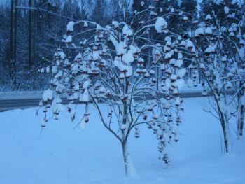 Финляндия под снегом | Зимняя рябина (очень вкусная)