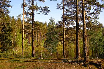 Карельская кругосветка | отдых в Карелии | состояние дорог | Грань между лесом и водой стирается.