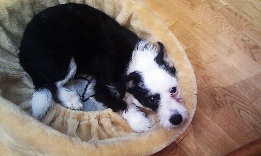 Найдена собака (щенок) | Во дворе дома №4 по ул Петина найден щенок, девочка, цвет черный с белым Тел 8-921-722-23-72 Дмитрий.