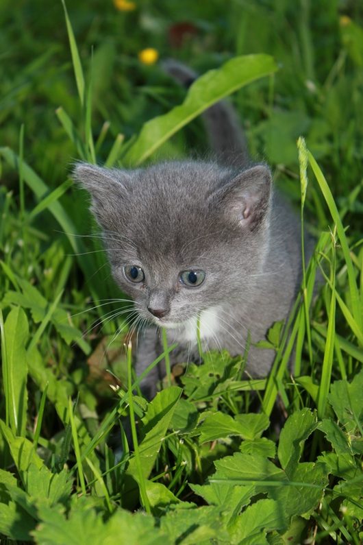 Мохнатки от   Сибирской кошки | Разное