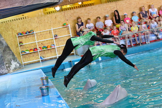 Дельфинарий и зоопарк Ярославля | потом белые дельфины