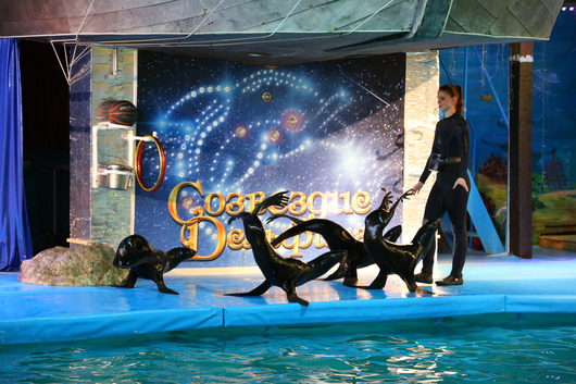 Дельфинарий и зоопарк Ярославля | съездили в ярославский дельфинарий ваапще понравилось smile 1-е выступали морские котики
