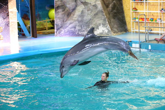 Дельфинарий и зоопарк Ярославля | потом обычные дельфины