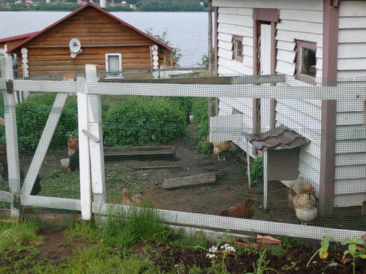отдых на озере Тудозеро,Вытегорский район | курицы