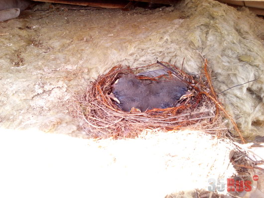 Звери и ... | Переделывал крышу, нашёл гнездо трясогузки...