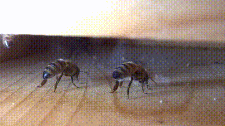 Удивительное рядом | Рабочие пчёлы которые держат улей в прохладе