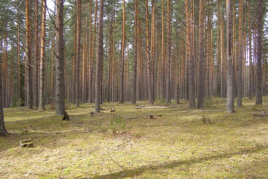 Майская Тарнога | Тарногские боры