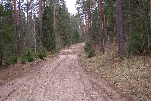 Майская Тарнога | Начинается лес.