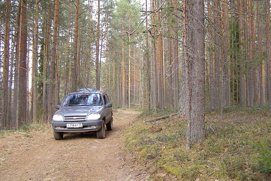 Майская Тарнога | Срезаем по лесу.