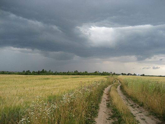 Природа нашего края (ФОТО) | перед грозой...