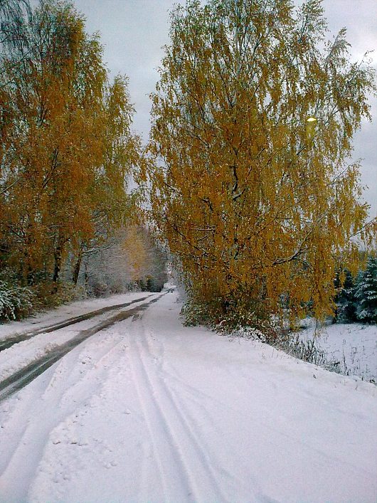 Катаклизмы природы 2010 в Вологодской области | берёза лист не сбросила а снег выпал(по приметам должен растаять)