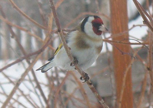 Звери и ... | Орнитологи есть Что за птицу прикормили зимой родители в деревне 