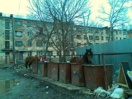 Удивительное рядом | и еще, всего две лошадки(((