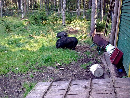 Фотография | Вьетнамские хрюши