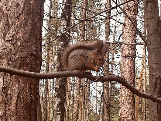 Звери и ... | Фотогалерея