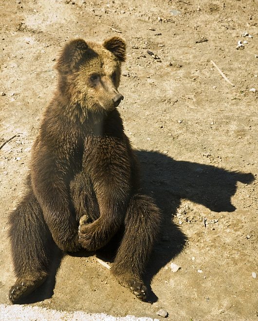 Звери и ... | Не знаю.. что уж и держит... photo Там же. в зоопарке Ярика..