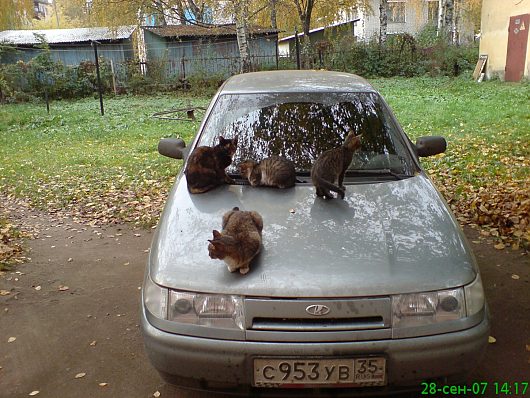 Звери и ... | Постоянный подогрев вашего капота...бесплатно)))