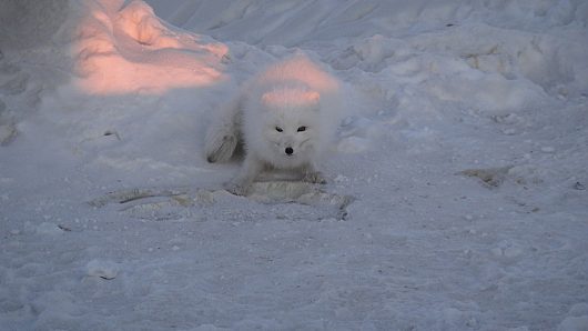 Звери и ... | ...