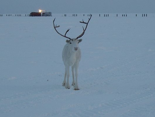 Звери и ... | ешо