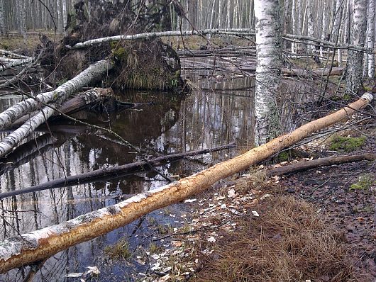 Дорожные зарисовки | Ленинградская область Бобры сгрызли кору с березы На заднем плане упавшее в месте с корнями дерево в реку ))