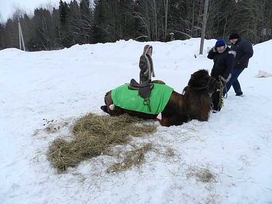 Автогонки на Празднике Коня. д.Еройфека Вологодского района 25 февраля 2012г | Ну и лошади попали в кадр . .. Нее это ещё пока не лошадь biggrin 