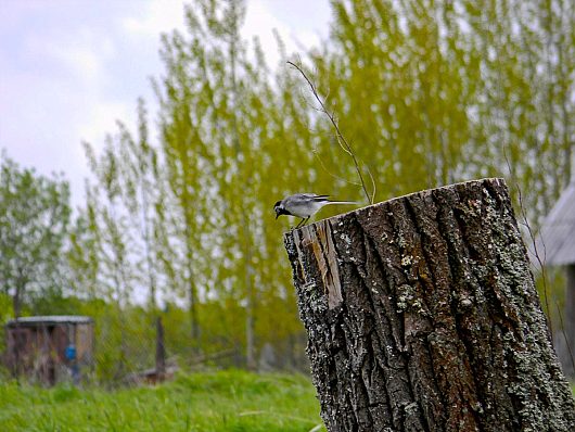 фотокурилка: все обо всем (обсуждение фотоснимков, фотокамер и т.д.) | Там даже небо есть и резкость нашлась, вообще на весну похоже )