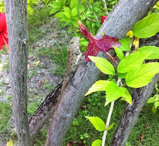 Фотография | Смелая, но ближе не удалось подойти.