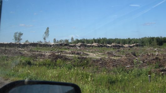 Dollar - ВАЗ 21074 1.6 л. инж. 2005 г.в | Последствия урагана 2010 года Сломанные деревья убирают