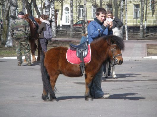 Звери и ... | Вологодская лошадка