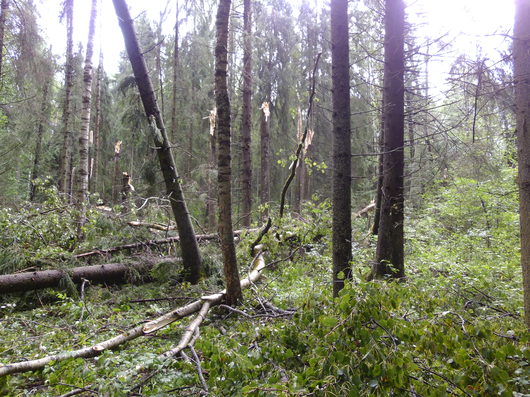 Катаклизмы природы 2013 в Вологодской области | Ветер был..могуч.Корышево...у Дикой.Вывал леса.