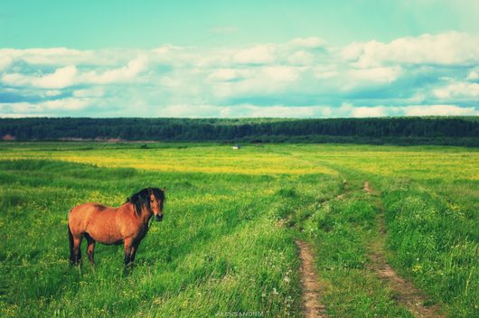 Природа нашего края (ФОТО) | в Красавино, дорога к Северной двине