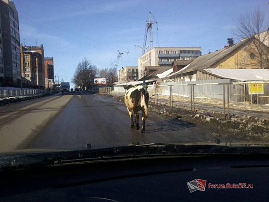 Коровы ходят по городу | Фото взято с Вологда4х4 19.03.2012 На улице Южакова 