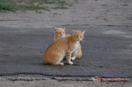 Звери и ... | котики