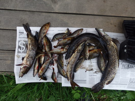 Рыбалка | Вологодская область