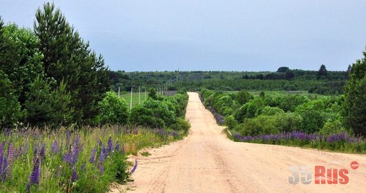 Природа нашего края (ФОТО) | дорога Тарногский район / лето '2015