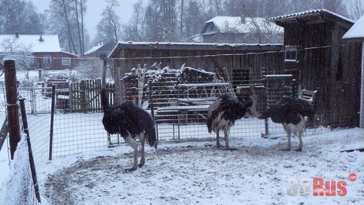 Звери и ... | в Кадуе сделал фото