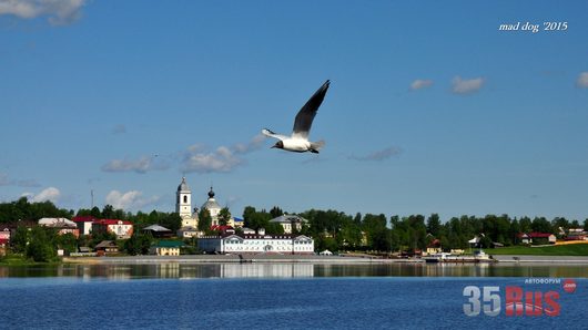 Звери и ... | паром на р Волге, г Мышкин