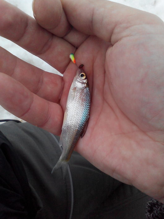 Рыбалка | Сегодня на Вологде напротив ГИМСа Завсегдатаи говорят,что рыбка размером со шпротину уже крупная Весь улов был отпущен.