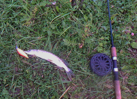Рыбалка |  smile В выходные настрелял щучек на Kosadaka Inborn XS 75F ( аналог megabass flap slap)