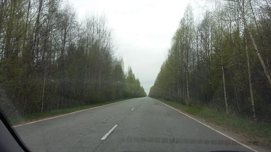 Устюжна и далее в Новгородскую область (Трасса Р-8) | Кусты все плотнее к дороге