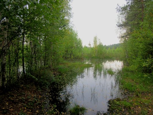 Грибной сезон | На подступах.. Дорога уходит в воду