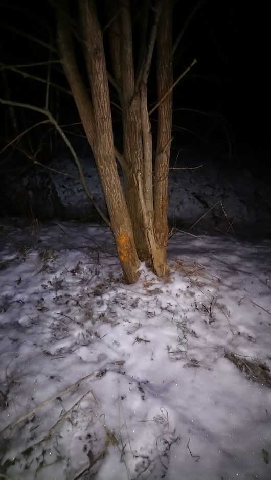 Багги | Ездил сегодня к месту боевой славы, вот оно дерево...