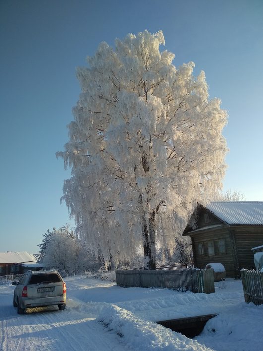 Природа нашего края (ФОТО) | Устюженский район сегодня - 23 Белая берёза под моим окном...