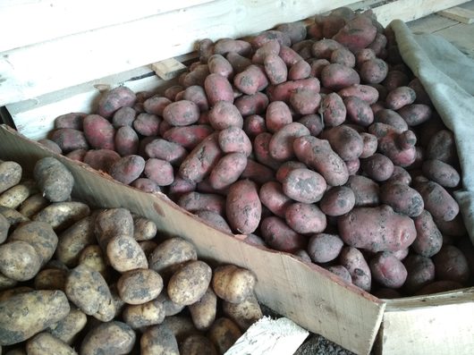 Продам картошку с огорода | Бесплатные объявления