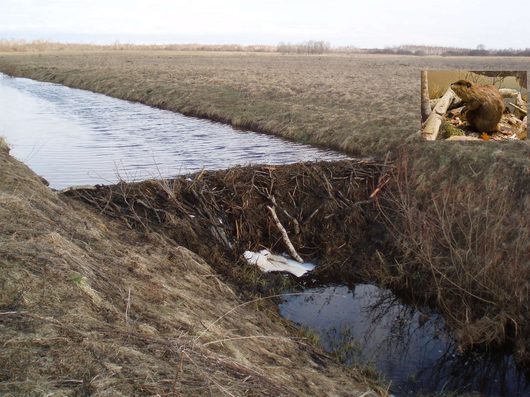 Катаклизмы природы в Вологодской области | Происшествия ДТП