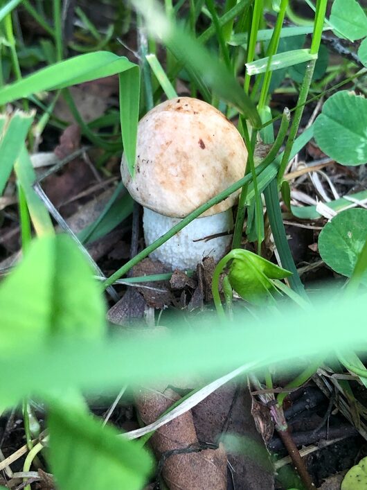 Грибной сезон | Вообще говорят грибы пошли Ходил кто-нибудь 